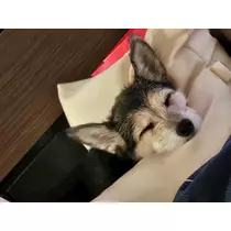 ゆり