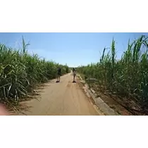 愛羽 仁美