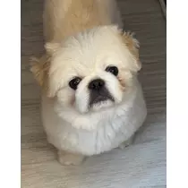 涼風 あき