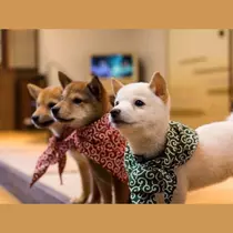 ゆうか
