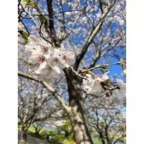 あ