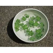 緑 四葉