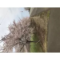 宝條 夏恋