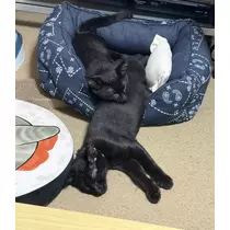 えり