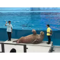 あおい