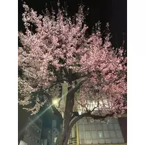 ミユ