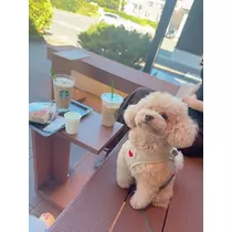 夏目 梨仔