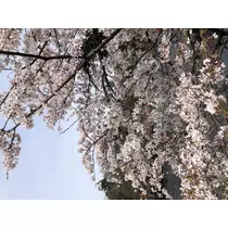せいか