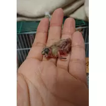 ちよママ