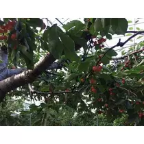 白石 愛莉