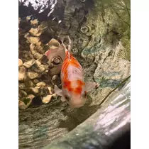 華宮 りんか
