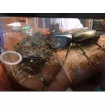 ミリア