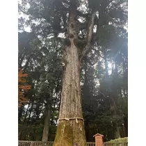 れいな