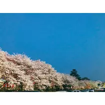 成美