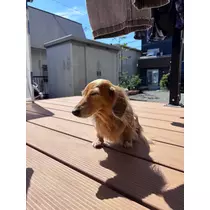 ひなた