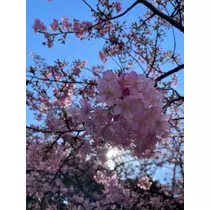 いずみ