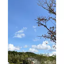 緑 四葉