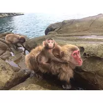 さくら