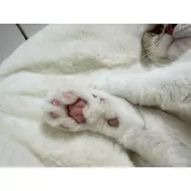れいか