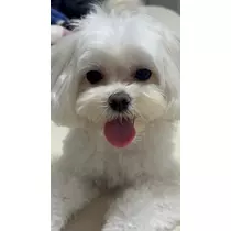 ゆきの