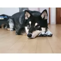 すーざん