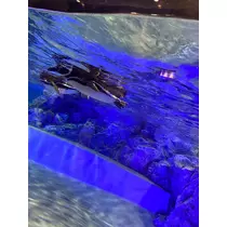 りん