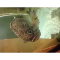 蓮見 リア