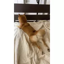 ツンデレかなの