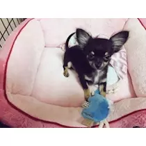 愛羽 仁美