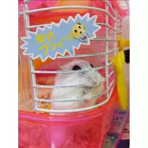 桃瀬 百華