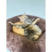 ユズ