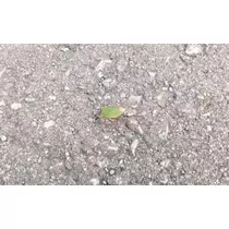 ひな