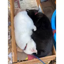 はづき