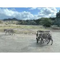 アユ