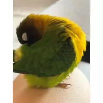 はるせ