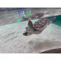 ミイ
