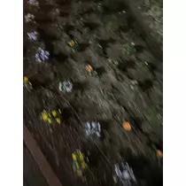 はる