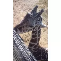 みやび