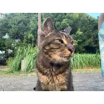 はづき