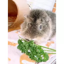 お茶の水うらん