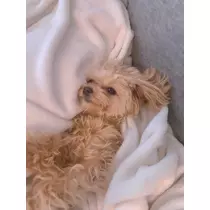 葉月 りほ