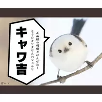 ひな