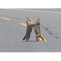 なつき