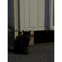 ナナ