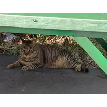 ひな
