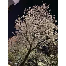 りん
