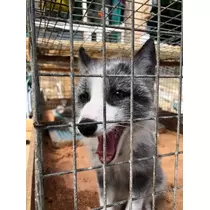 愛羽 仁美