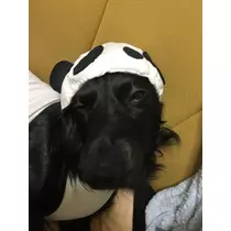 りえ