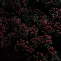 れい