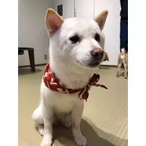 姫花